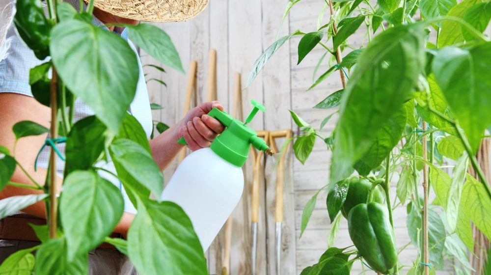 Woman in vegetable garden sprays pesticide on leaf of plant | Homemade Organic Insecticides For Homestead Farming | Featured