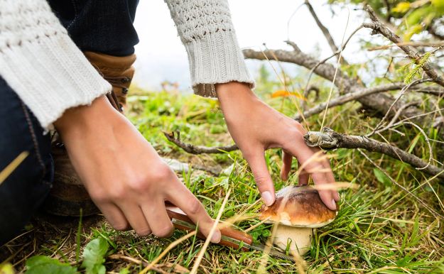 Foraging | How to Carve Out a Wooded Homestead