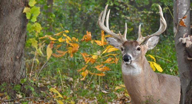 Hunting | How to Carve Out a Wooded Homestead