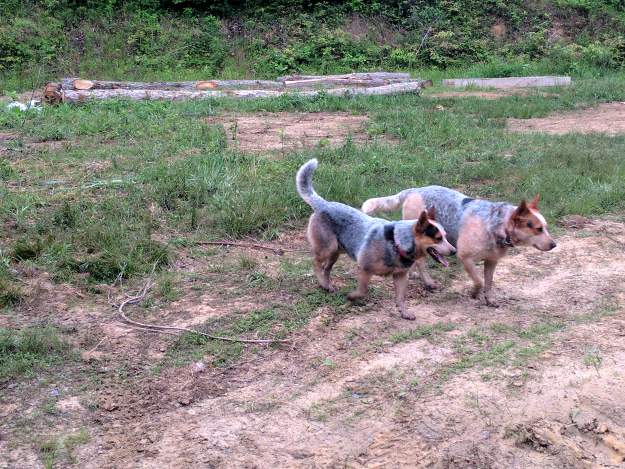 Best Herding Dog Breed | Work Dog On The Homestead