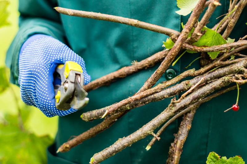 Trimming of branches | Fall Home Maintenance Checklist: How To Prepare Your Home For Fall 