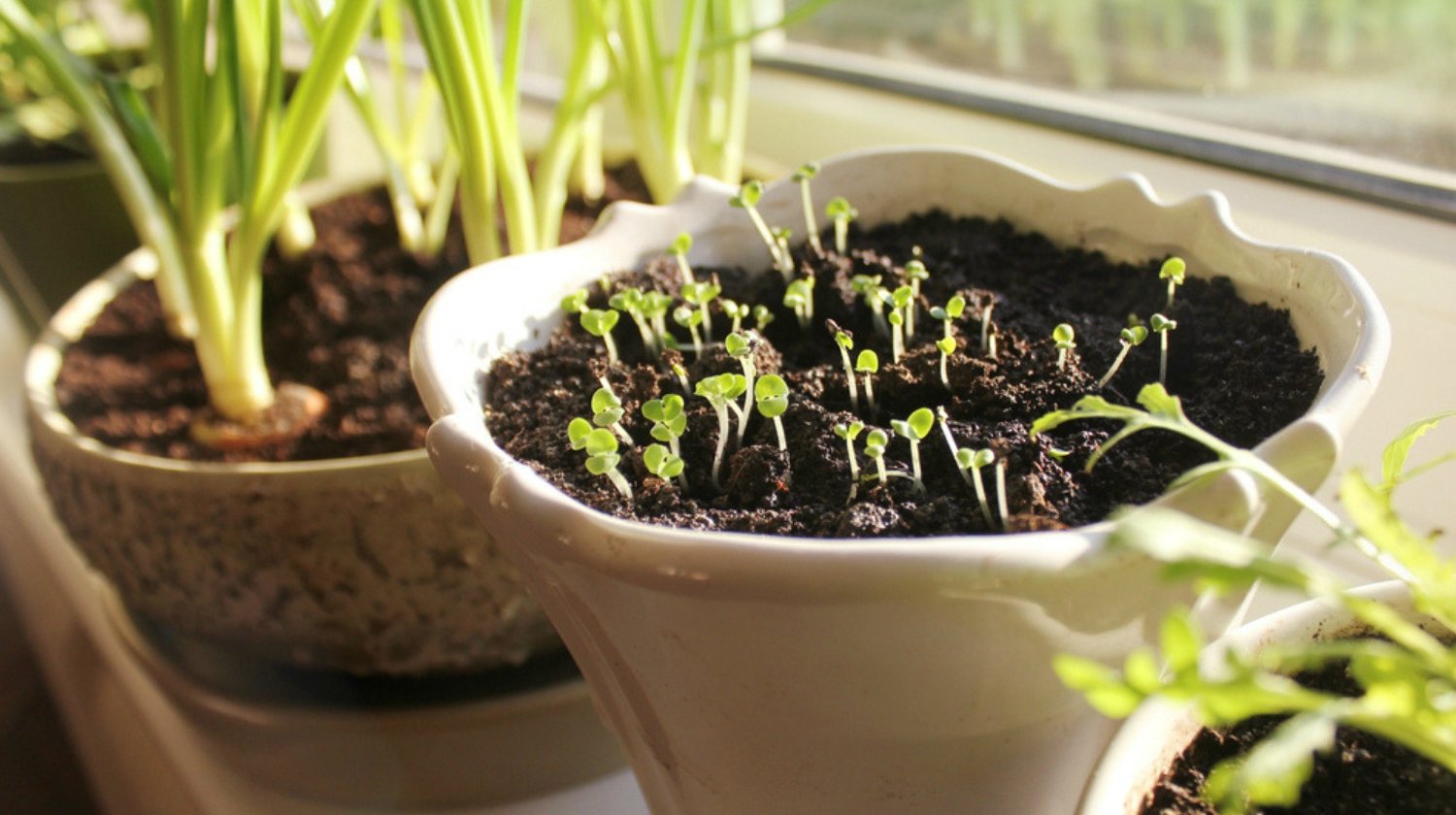Young seedling growing in pot on windowsill | Ultimate Guide To Have An Indoor Garden For Winter | [Infographic]