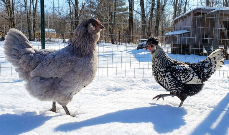 The Best Chicken Breeds for Beginners cold climate