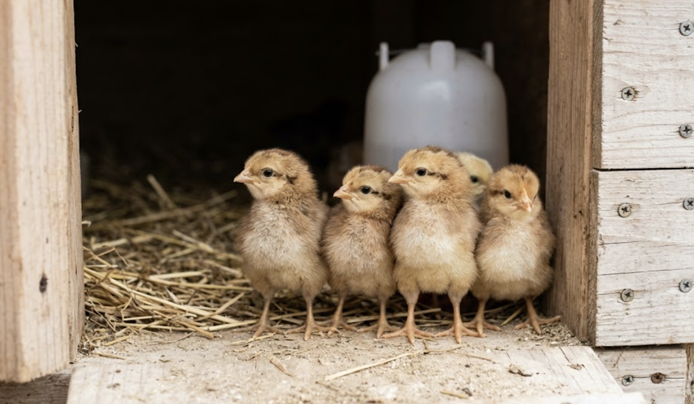 raise backyard chickens first 6 weeks