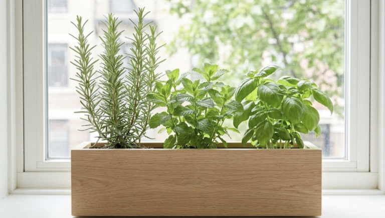 windowsill herb garden featured