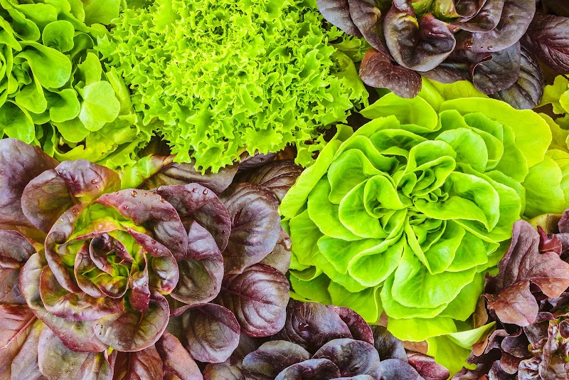 Various crops of fresh green and red lettuce