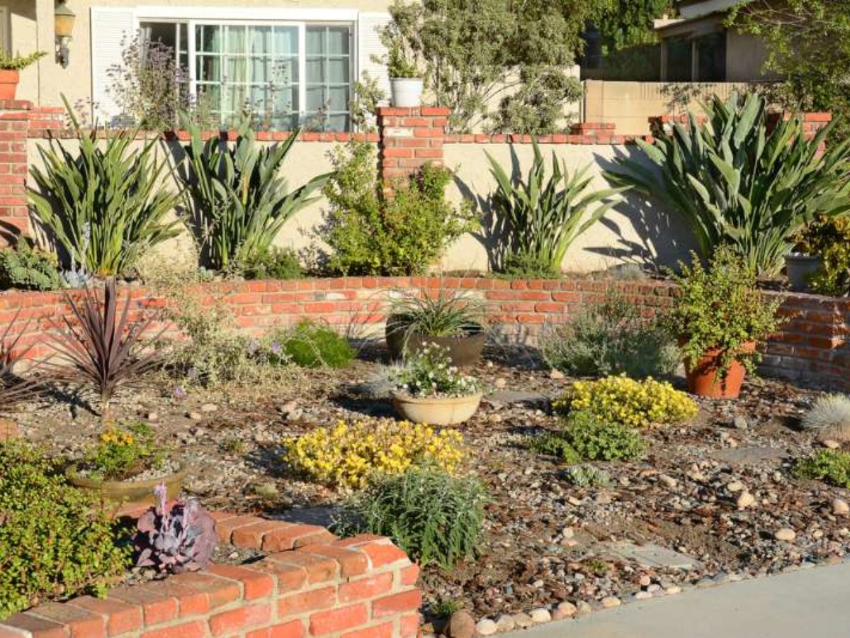 Drought Tolerant Plant Ideas For Your Homestead